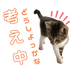 [LINEスタンプ] 仔梨杞