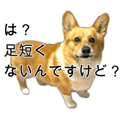 [LINEスタンプ] 愉快なコーギー
