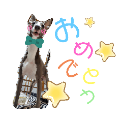 [LINEスタンプ] イタグレすたんぷカイトさん