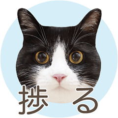 [LINEスタンプ] 猫のサンパ2