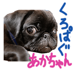 [LINEスタンプ] 黒パグのあかちゃん