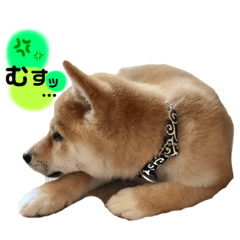 [LINEスタンプ] もなかくん(0.5歳)