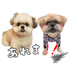 [LINEスタンプ] ポメラニアン×シーズー軍団のスタンプ