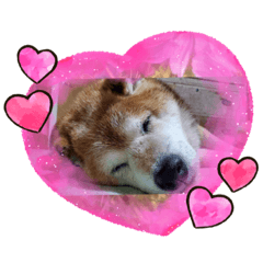 [LINEスタンプ] 柴犬☆レオくん☆てーたんの幸せな日常♡