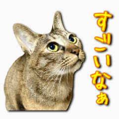 [LINEスタンプ] かわヨな猫ちゃんスタンプ3