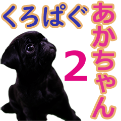 [LINEスタンプ] 黒パグのあかちゃん 2