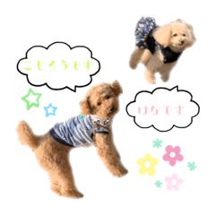 [LINEスタンプ] トイプードルの花と小次郎