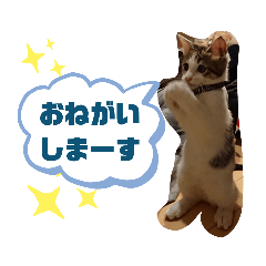 [LINEスタンプ] にゃんこ哲太の仲間たち