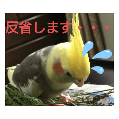 [LINEスタンプ] オカメインコの可愛いスタンプ(2)の画像（メイン）