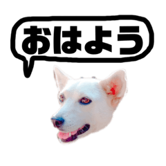 [LINEスタンプ] 犬スタンプ、ちゅんすけ