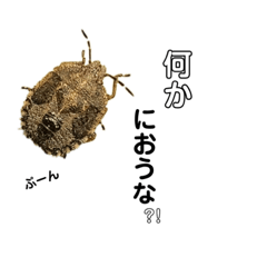 [LINEスタンプ] 虫大好き！虫好き日常スタンプ