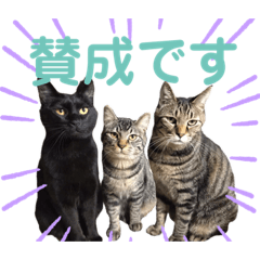 [LINEスタンプ] 猫丸くんと切身ちゃんと獅子丸くん