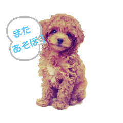 [LINEスタンプ] トイプードルのメロディー