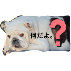 うちの豚くん