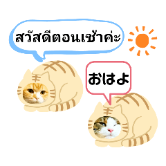 [LINEスタンプ] タイ語×日本語 毎日つかえる挨拶スタンプの画像（メイン）