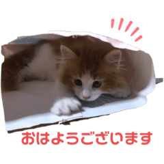 [LINEスタンプ] メイくんがいっぱい2（Baby期）