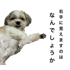 [LINEスタンプ] 愛犬の可愛い表情をお楽しみください