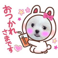 [LINEスタンプ] チワシーズーのるるちゃんだワン！