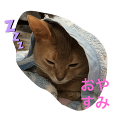 [LINEスタンプ] アビにゃんの日常