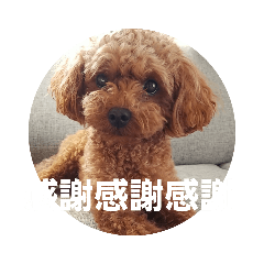 [LINEスタンプ] ころたんスタンプ4