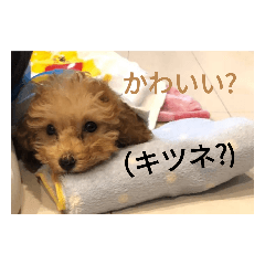 [LINEスタンプ] 僕の犬の日常生活4