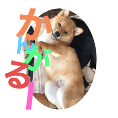 [LINEスタンプ] カラフル茶助くん