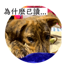 [LINEスタンプ] 狗狗說話了3