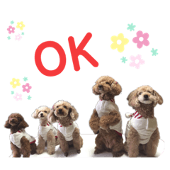 [LINEスタンプ] トイプードル5匹のスタンプ♪