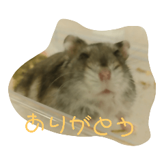 [LINEスタンプ] ぺっとのはむすたーとまどにぶつかったとり