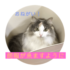 [LINEスタンプ] 猫と犬を愛する少女