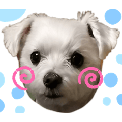 [LINEスタンプ] マルチーズのラムネ♂2