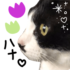 [LINEスタンプ] 実写版！猫のハナちゃんの画像（メイン）