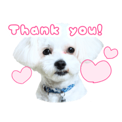 [LINEスタンプ] しろマルプーくん