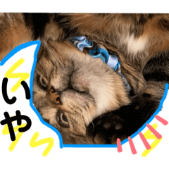 [LINEスタンプ] 安岡家のペット③