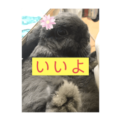 [LINEスタンプ] ごまもこすみれ