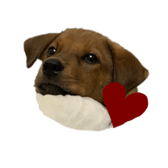 [LINEスタンプ] 愛犬Chériと素敵なお友達