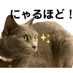 あや猫先輩との暮らし