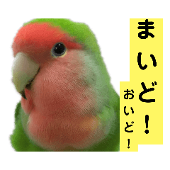 [LINEスタンプ] 鳥さん関西弁だらけの画像（メイン）