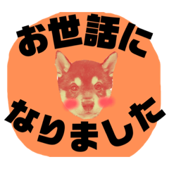 [LINEスタンプ] 柴犬のこはるなんです〜黒柴子犬ちゃん〜②