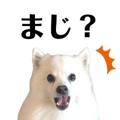 [LINEスタンプ] 日本スピッツのここなさん