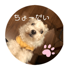 [LINEスタンプ] マルチーズ16歳✨ハイシニア蓮のスタンプ②