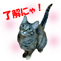 [LINEスタンプ] ねこのあんこちゃん普段使いのスタンプ