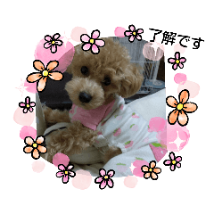 [LINEスタンプ] ご挨拶トイプー