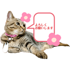 [LINEスタンプ] ひめちゃんのスタンプ②