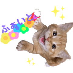 3匹のウチのにゃんこ