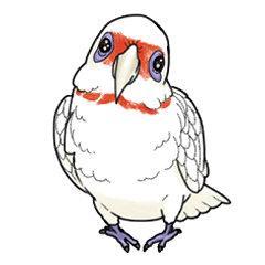 [LINEスタンプ] 貴方の子もきっと見つかる！インコスタンプ