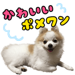 [LINEスタンプ] かわいいポメワン