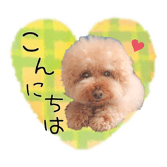 [LINEスタンプ] トイプードル桃ちゃんの毎日スタンプ