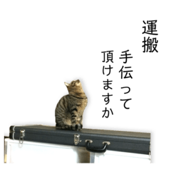 【音楽ネコ】バンドマンの実写猫