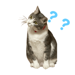 [LINEスタンプ] ぽんこつねこず